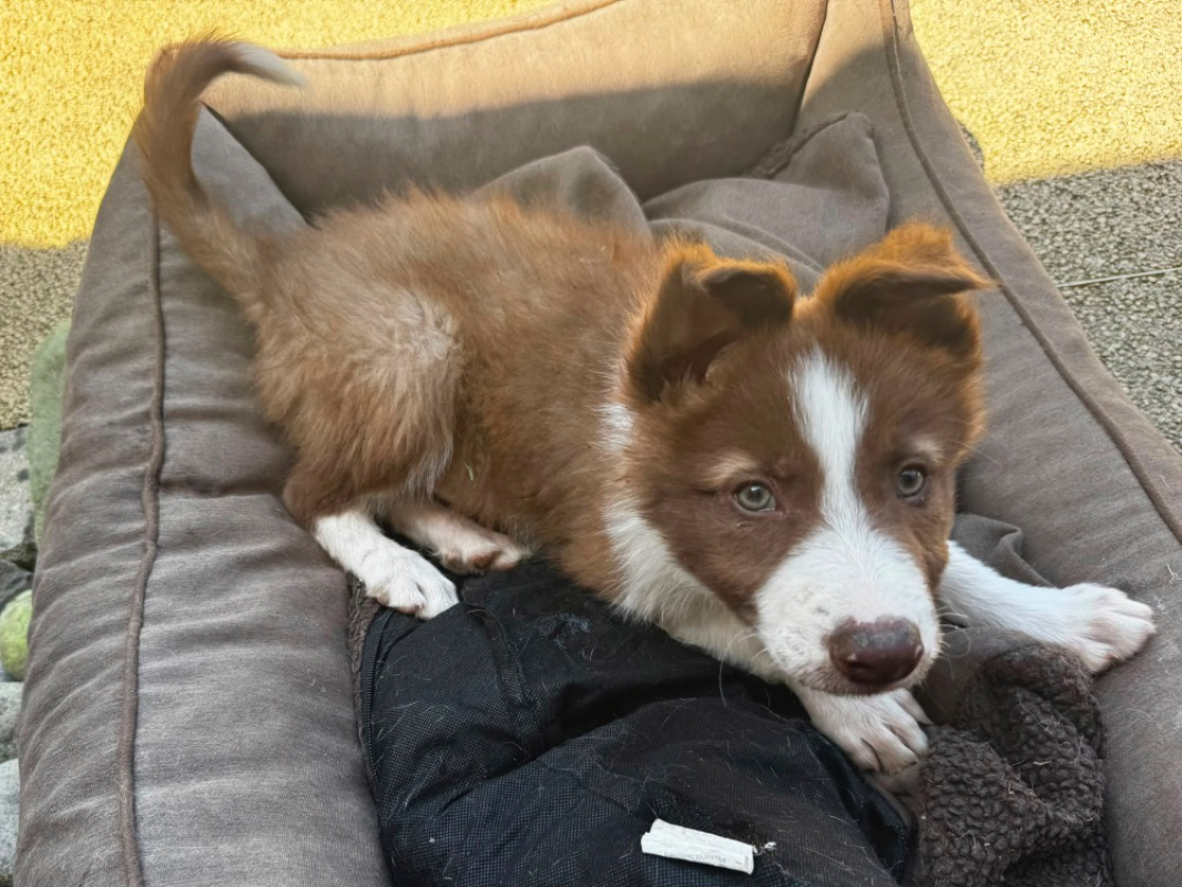 Photo de Banjo