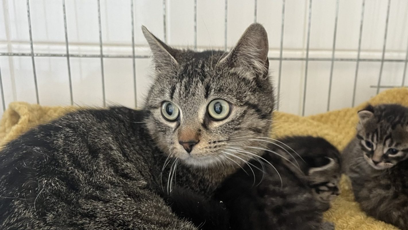Reine - Chat Européen à adopter - photo 2