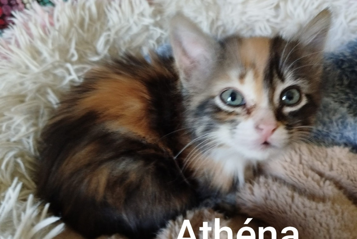 Photo #1 de Athena réservé