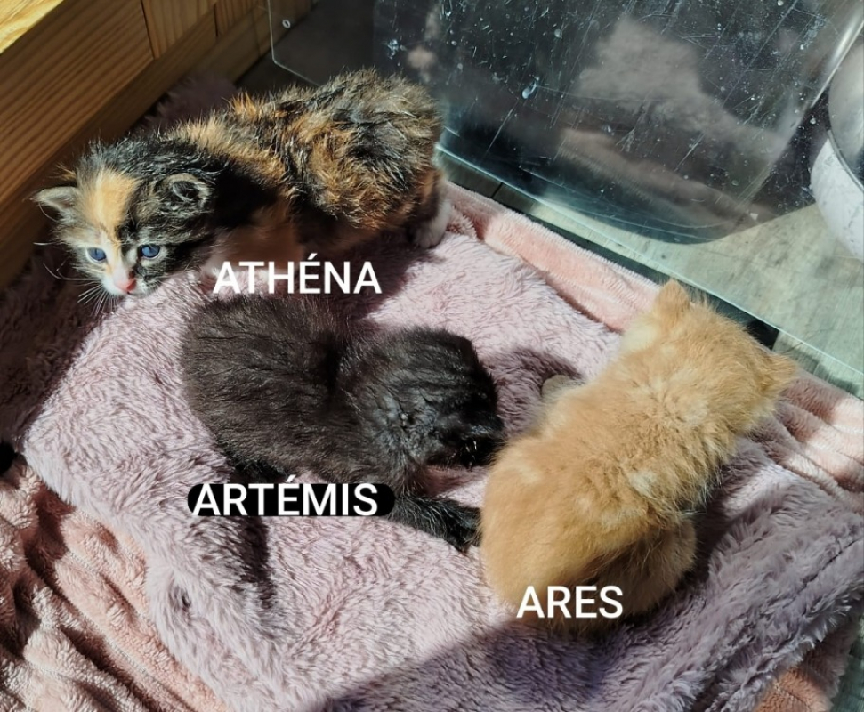 Photo #2 de Athena réservé