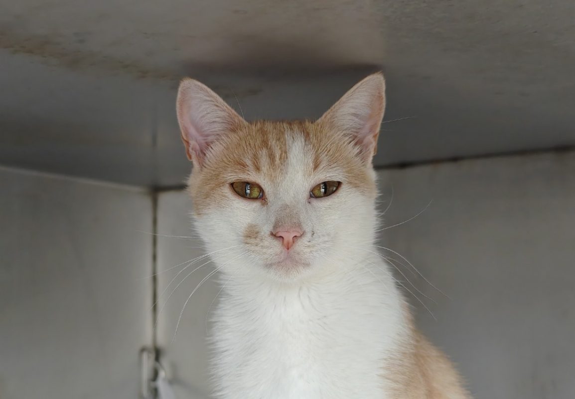 Syrax - Chat Européen à adopter