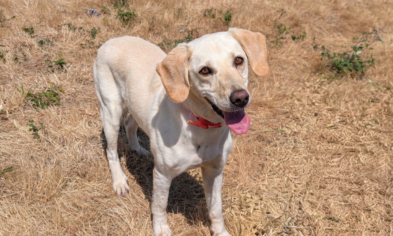 Olympe - Chien à adopter