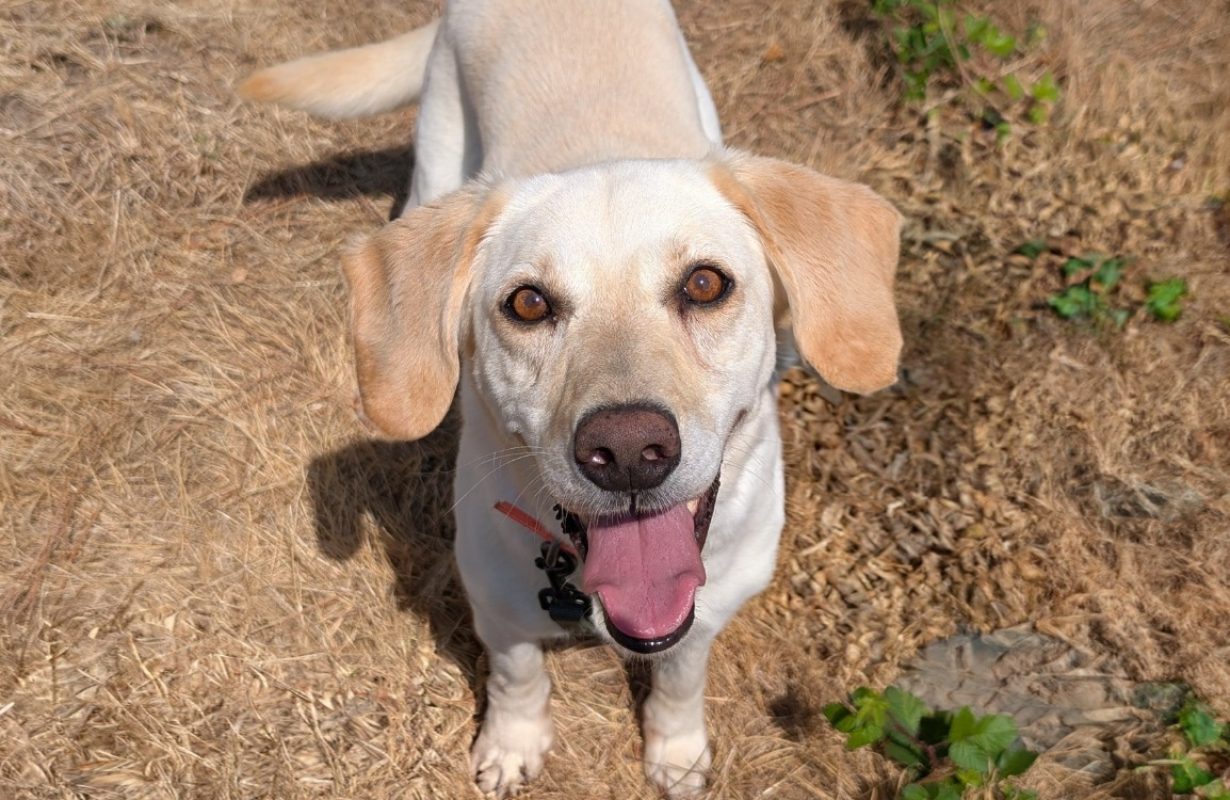 Olympe - Chien à adopter - photo 2