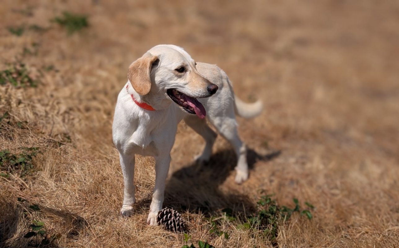 Olympe - Chien à adopter - photo 3