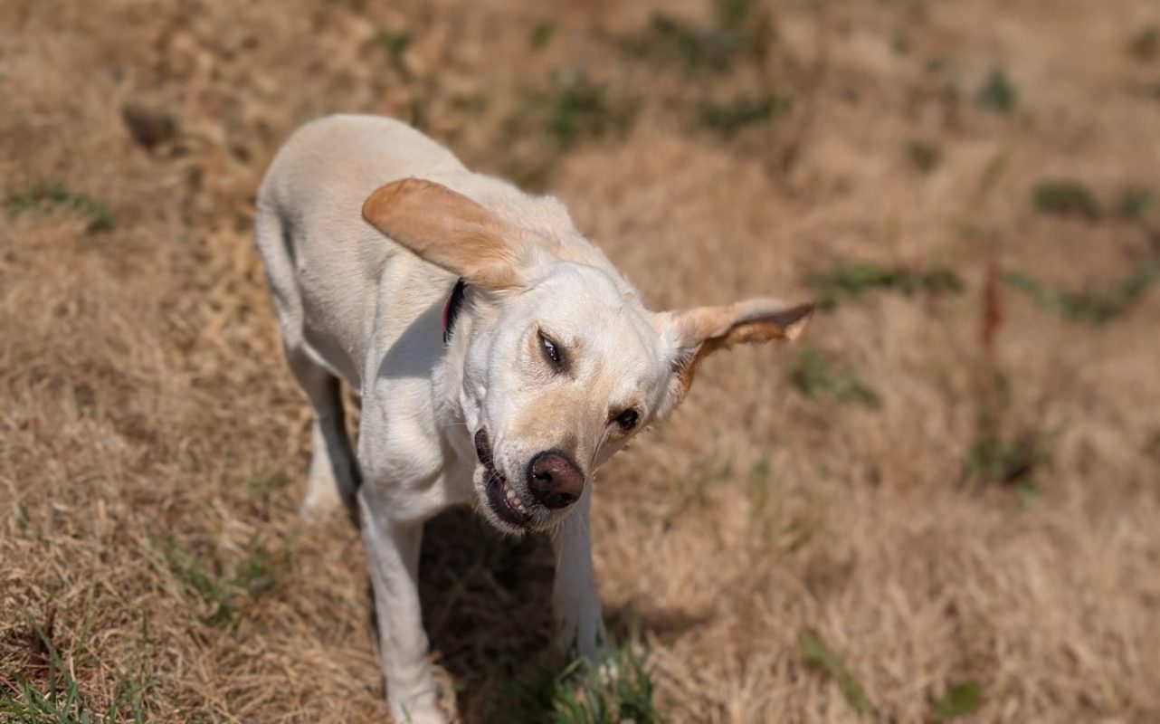 Olympe - Chien à adopter - photo 4