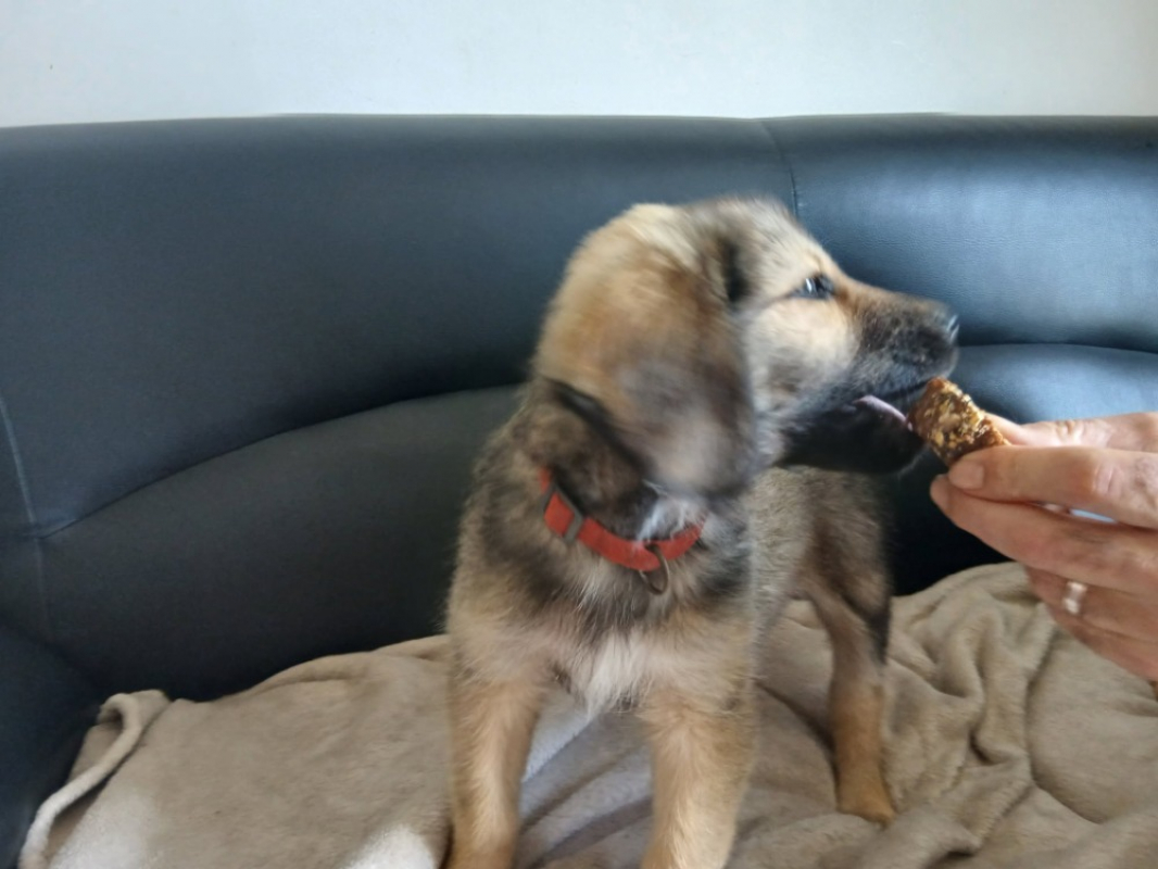 Photo #3 de Grincheux