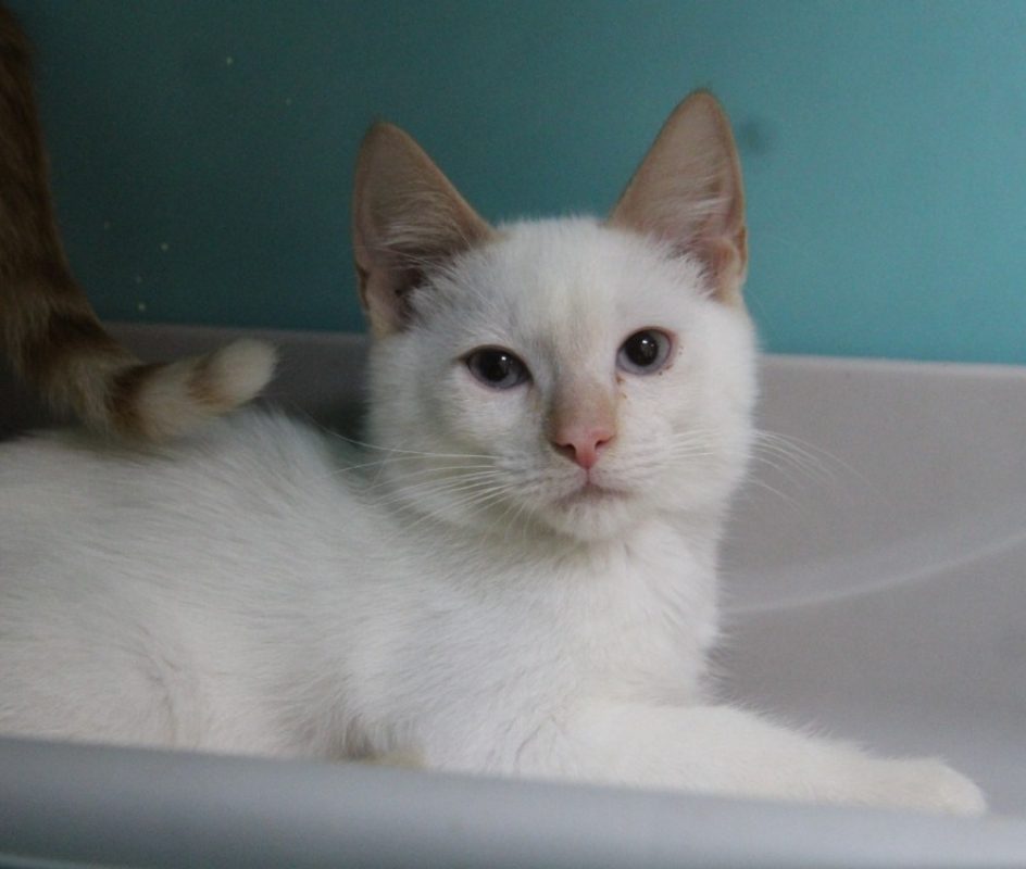 Sonic - Chat Européen à adopter