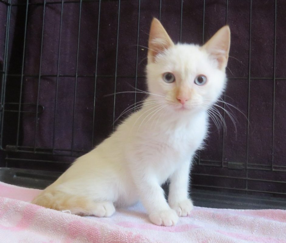 Sonic - Chat Européen à adopter - photo 2
