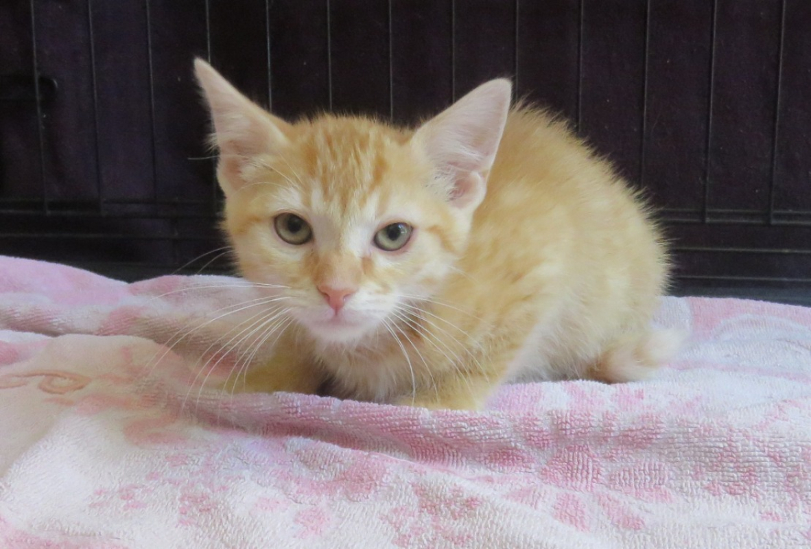 Photo de Yoshi