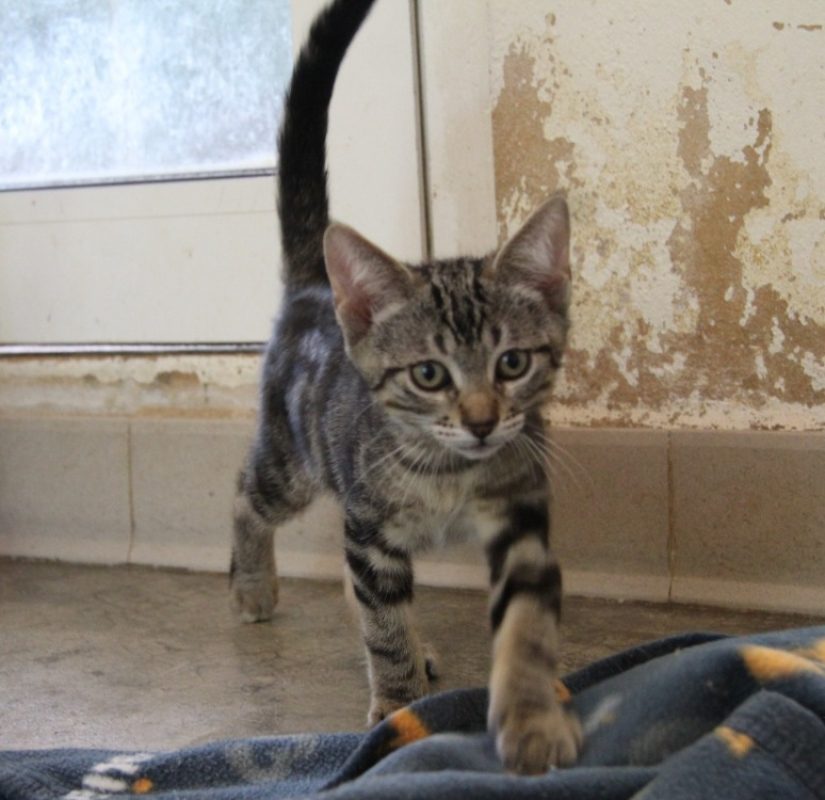 Cookie - Chat Européen à adopter