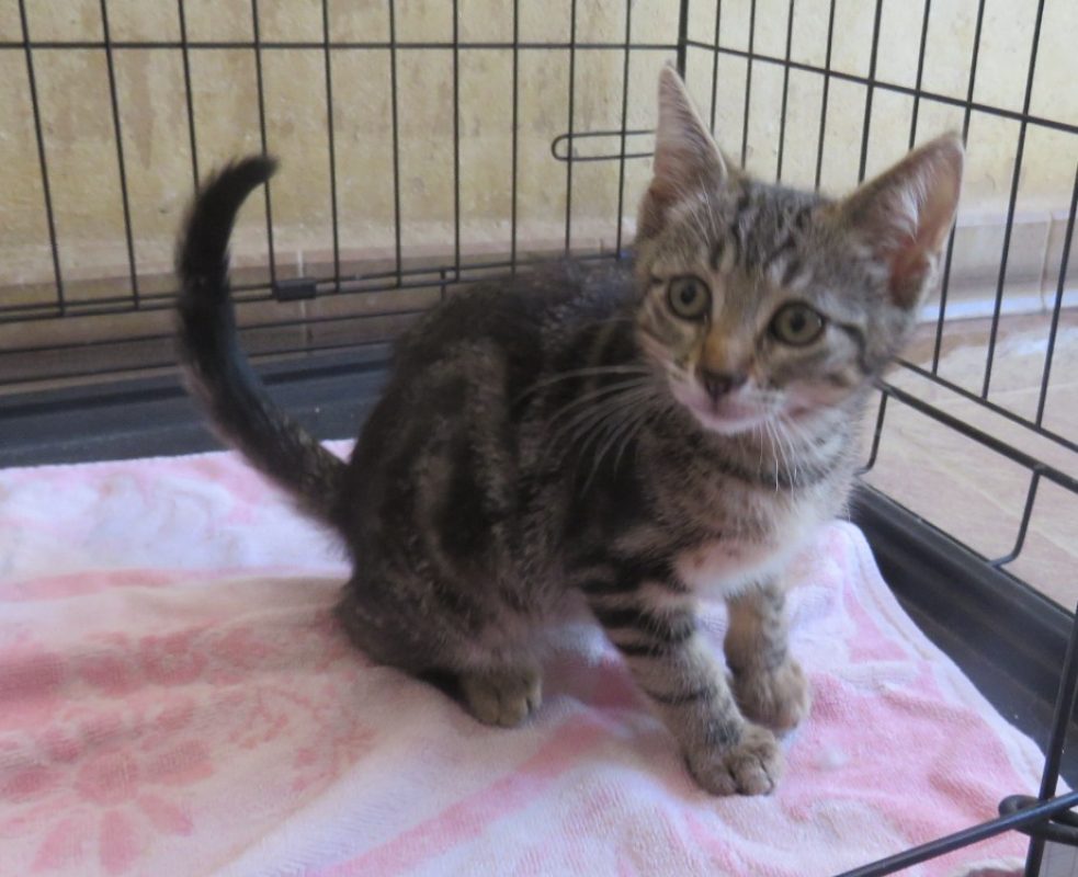 Cookie - Chat Européen à adopter - photo 2