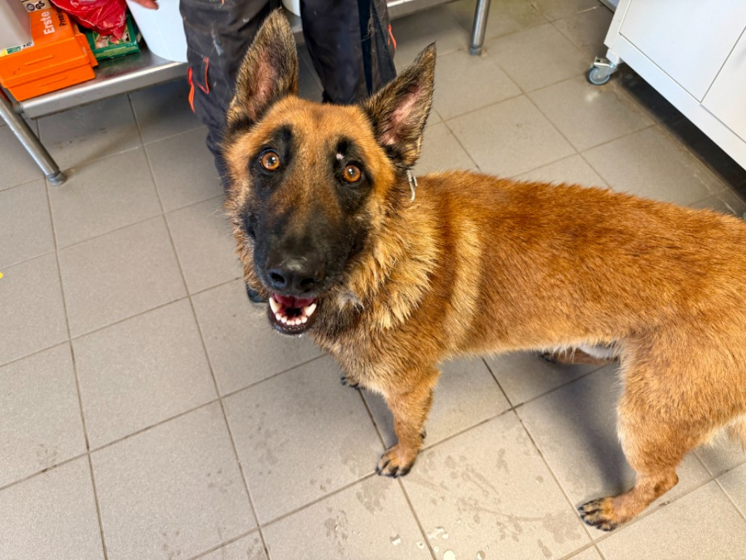 Tiger - Chien Berger Belge Malinois à adopter