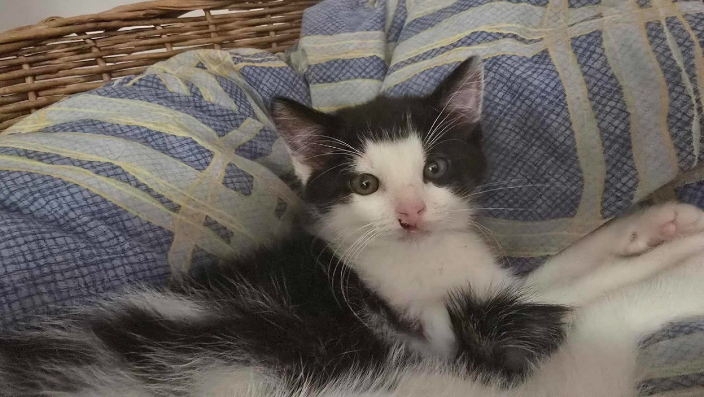 Photo de Domino