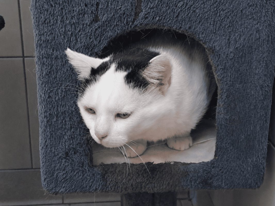 Swing - Chat Européen à adopter - photo 2
