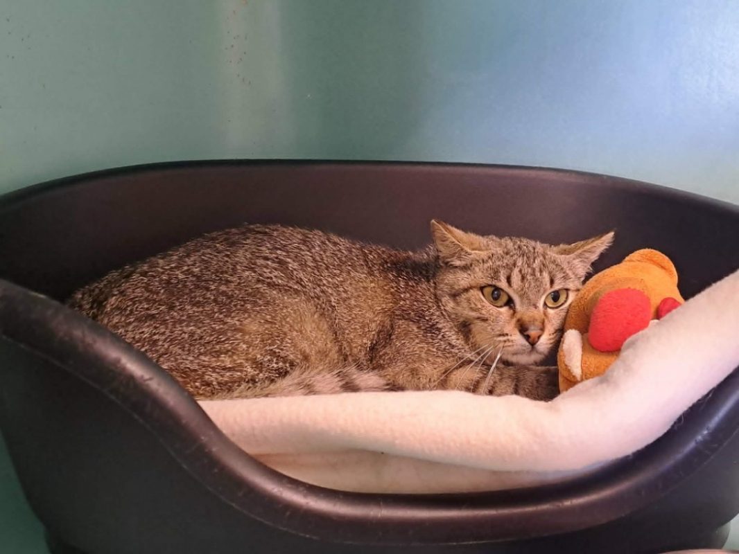 Salsa - Chat Européen à adopter