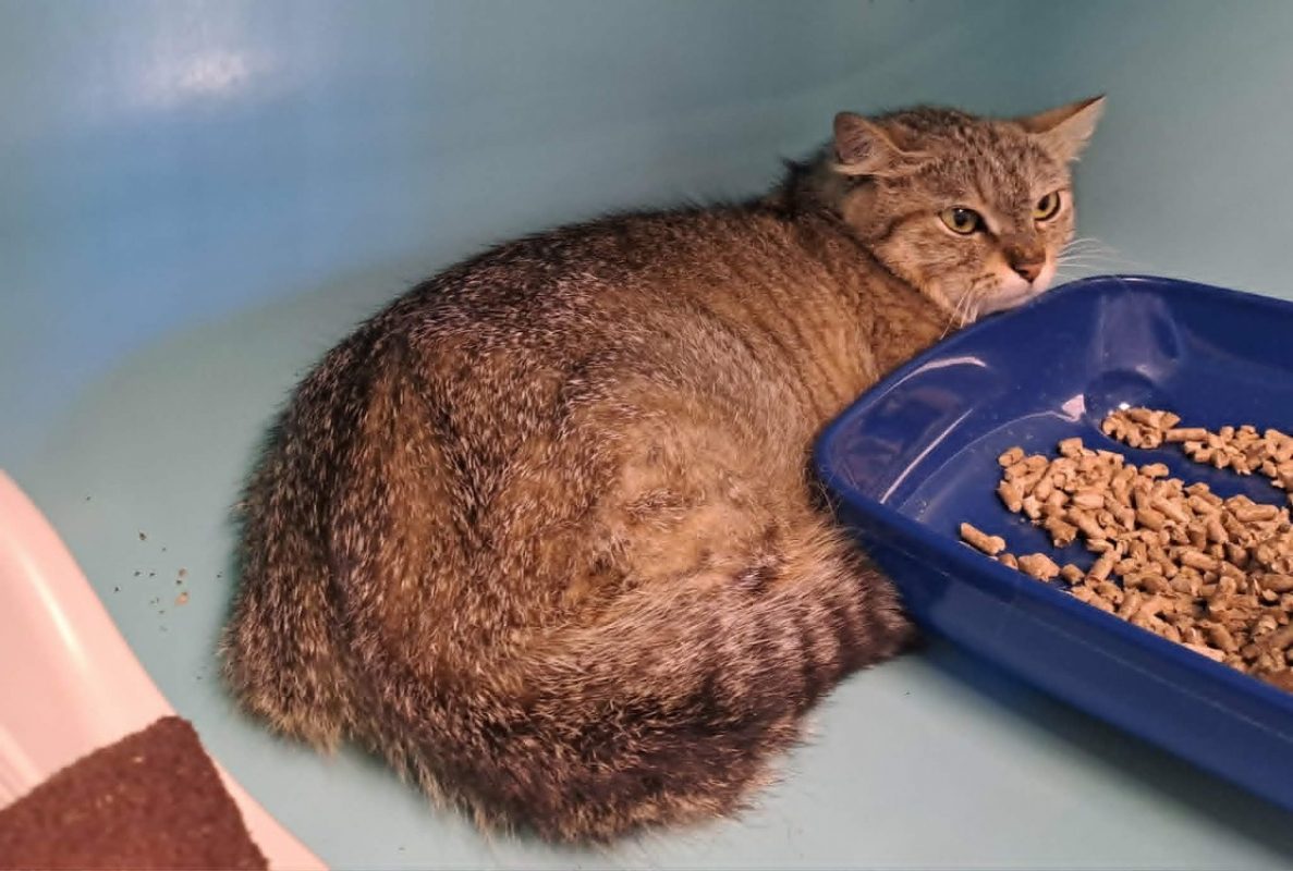 Zouk - Chat Européen à adopter