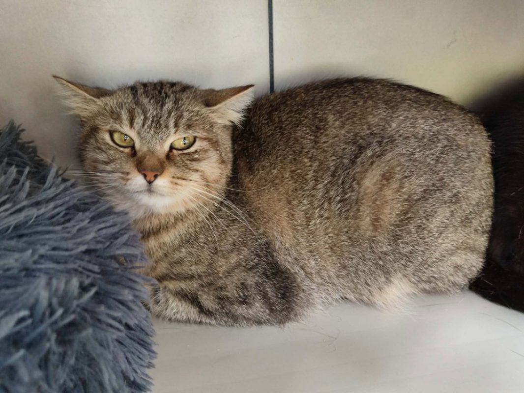 Zouk - Chat Européen à adopter