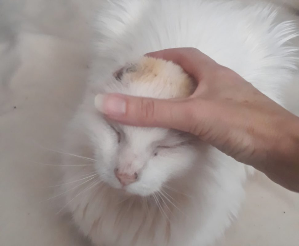 Coton - Chat Européen à adopter