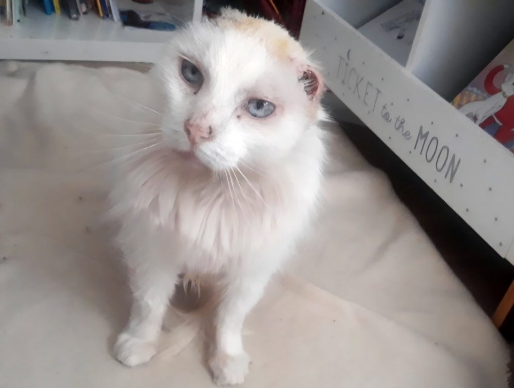 Coton - Chat Européen à adopter - photo 2