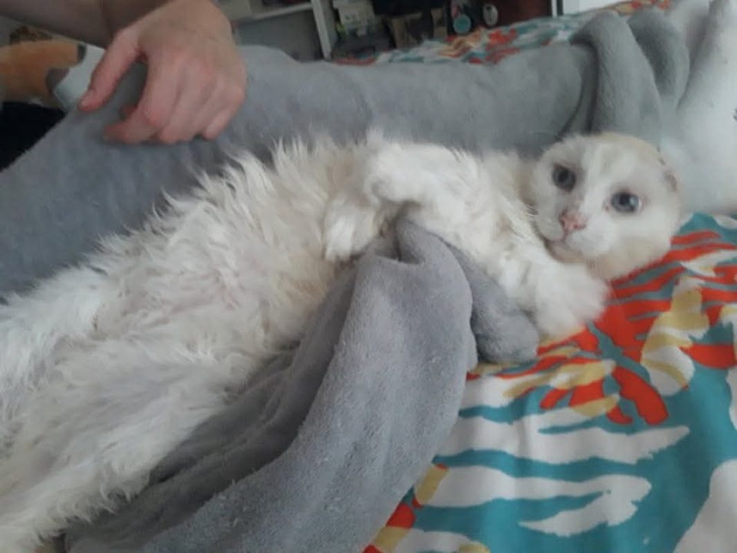 Coton - Chat Européen à adopter - photo 3