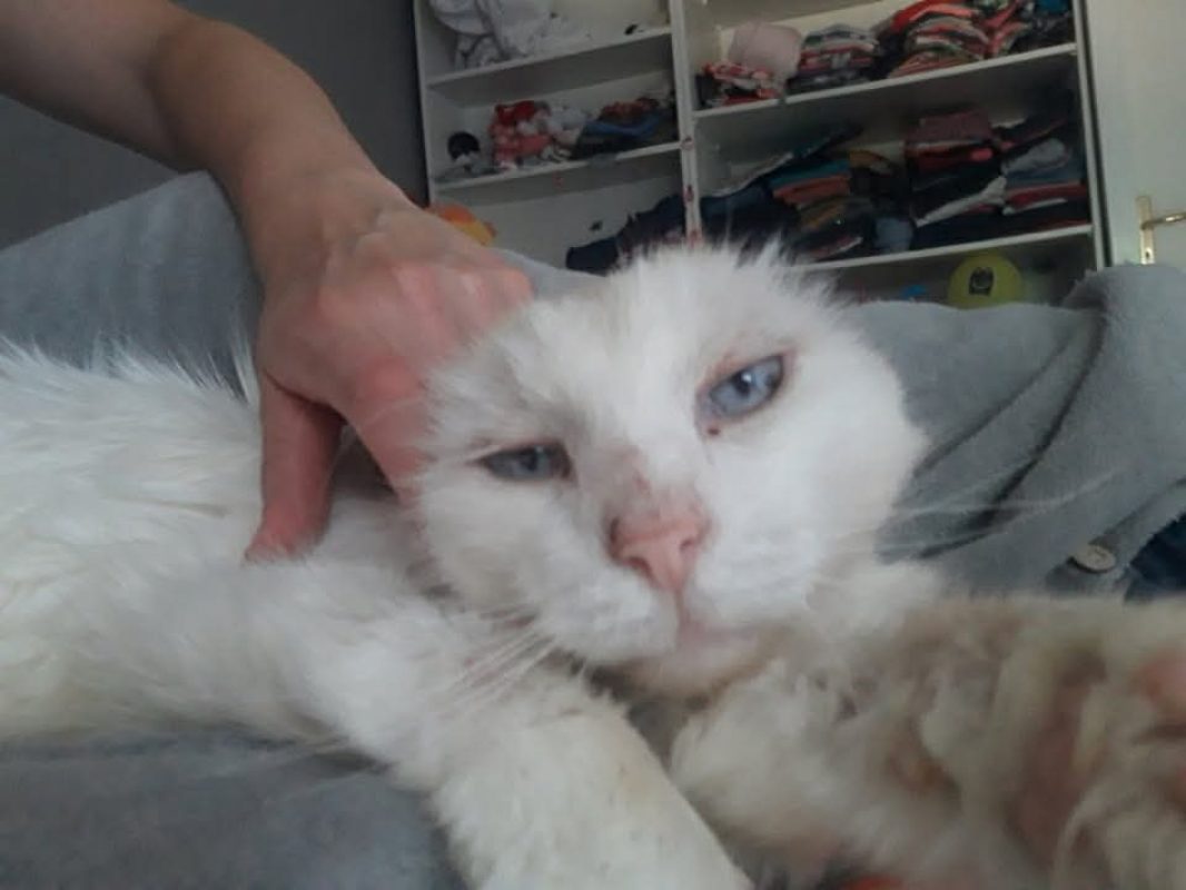 Coton - Chat Européen à adopter - photo 4