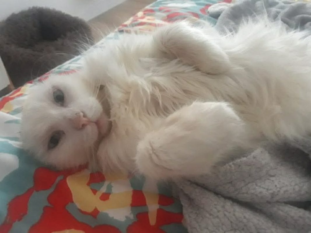 Coton - Chat Européen à adopter - photo 5