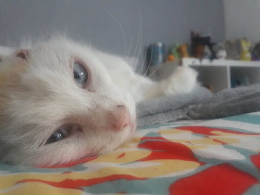 Coton - Chat Européen à adopter - photo 6