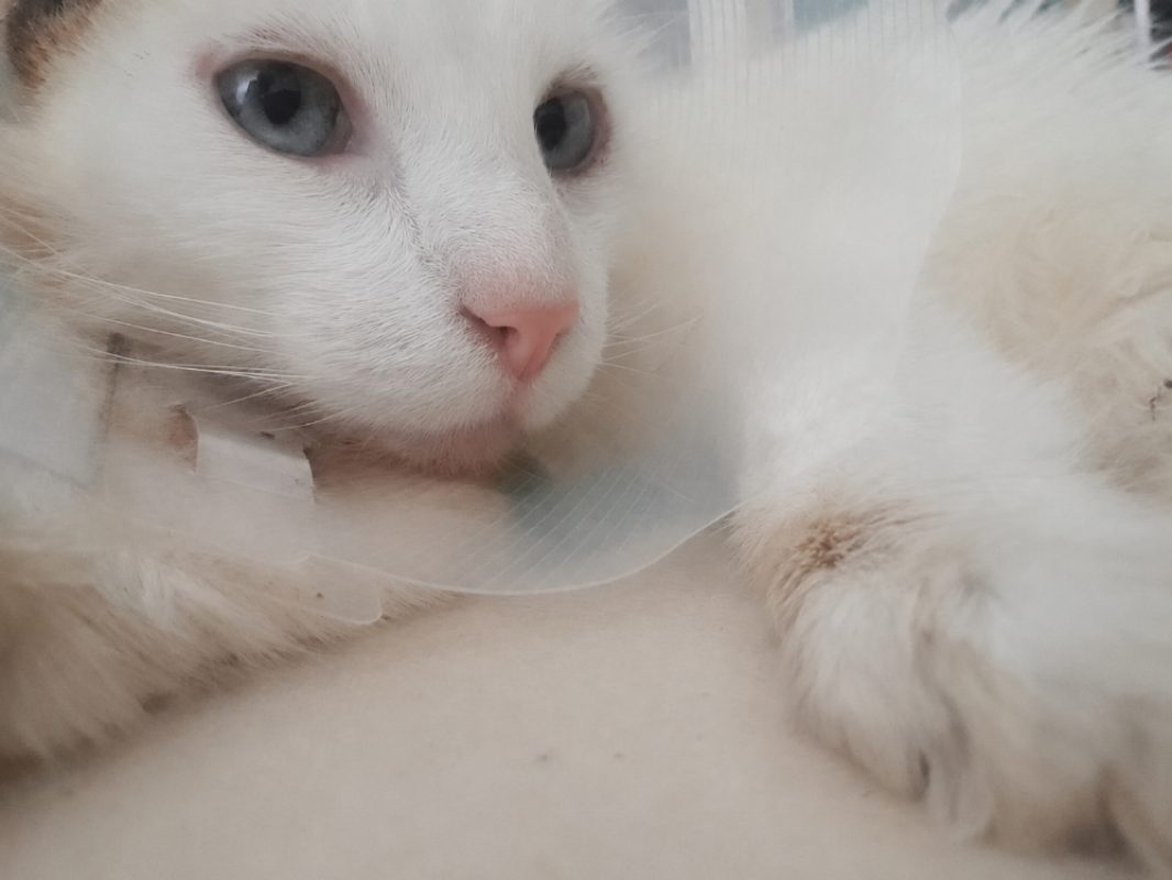 Coton - Chat Européen à adopter - photo 7