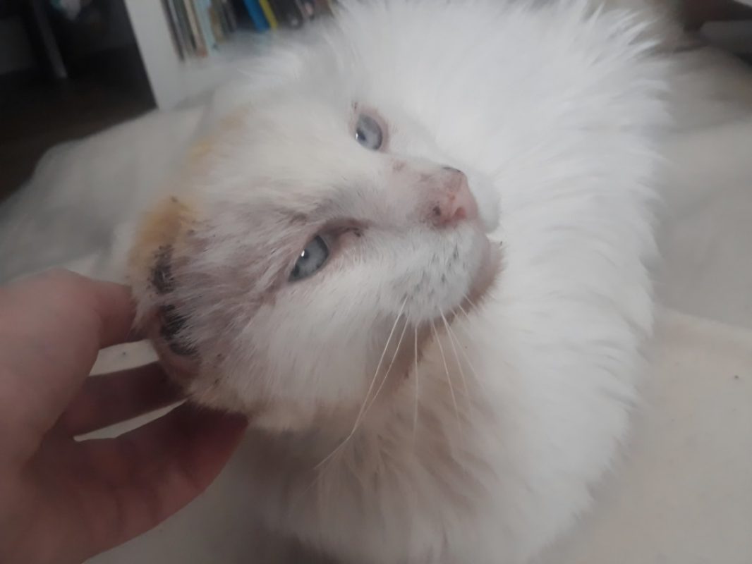 Coton - Chat Européen à adopter - photo 8