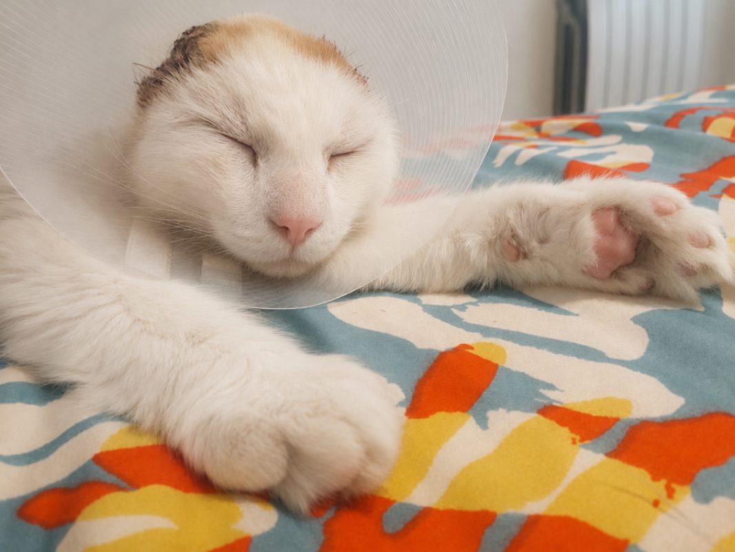 Coton - Chat Européen à adopter - photo 10