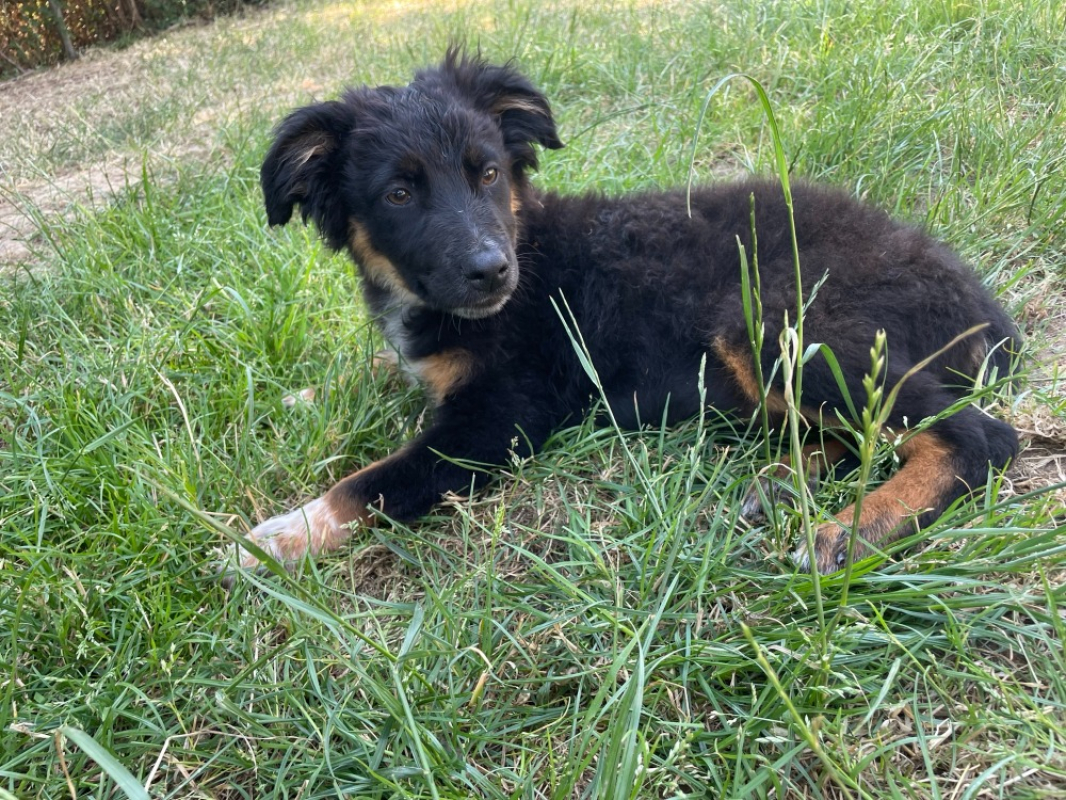 Photo de Cola