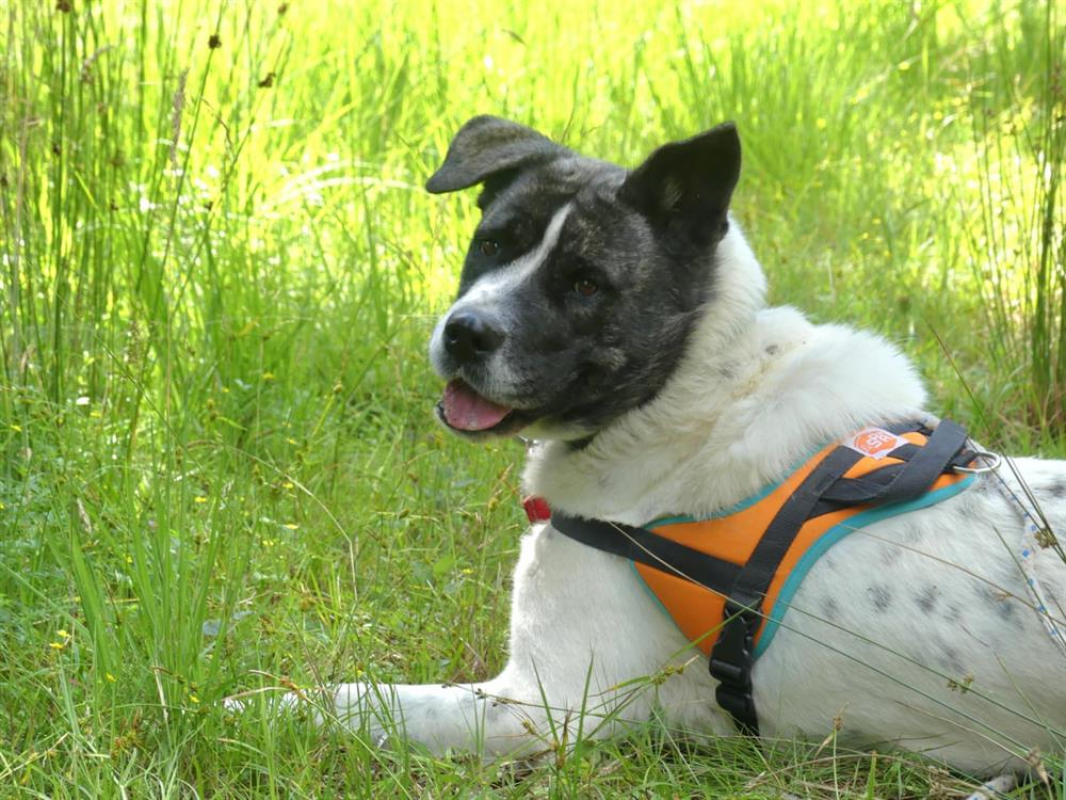 Photo #1 de Lylie belle