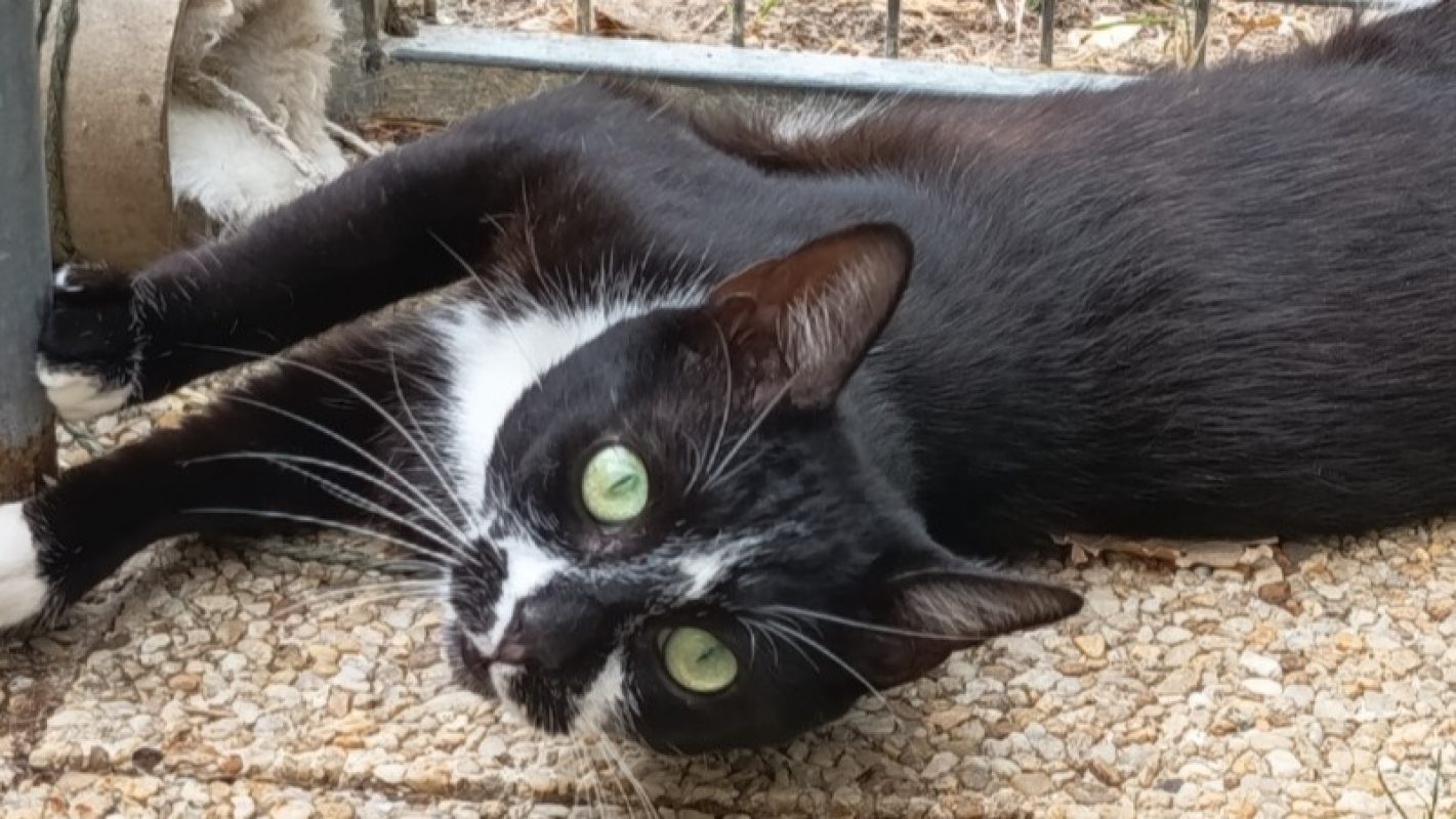 Gaetan - Chat Européen à adopter