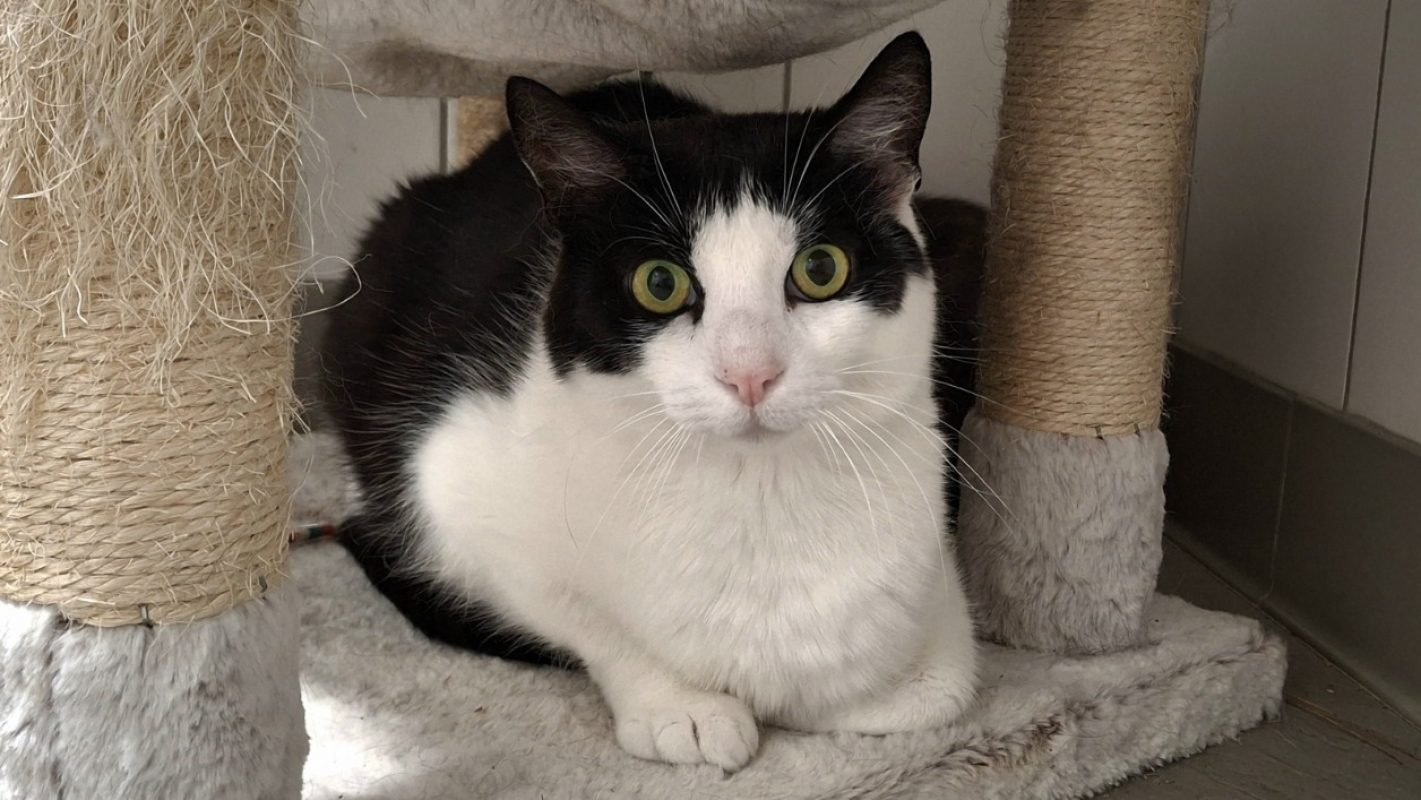 Perle - Chat Européen à adopter