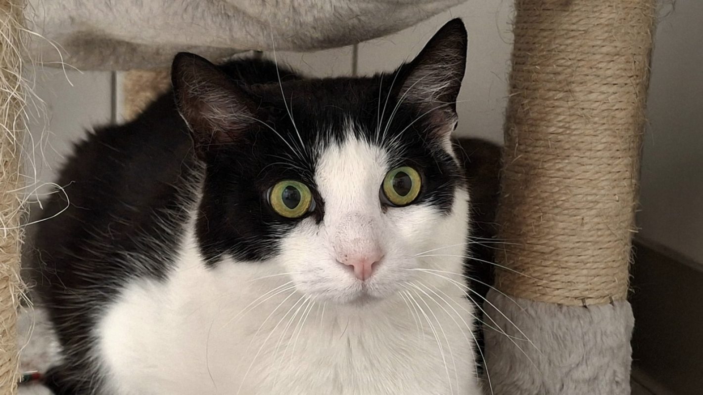 Perle - Chat Européen à adopter - photo 2