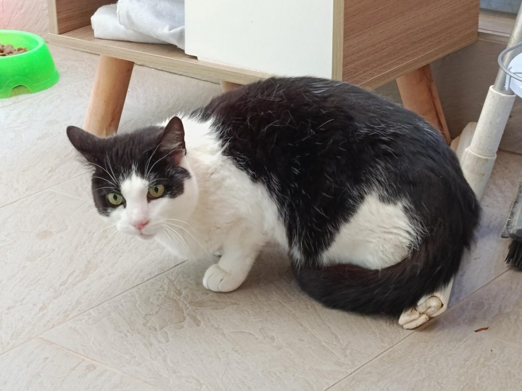 Perle - Chat Européen à adopter - photo 3