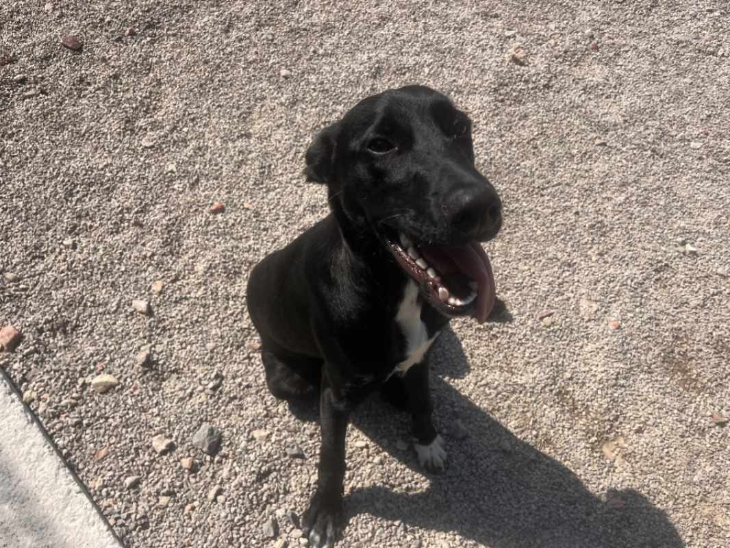 Photo de Balou