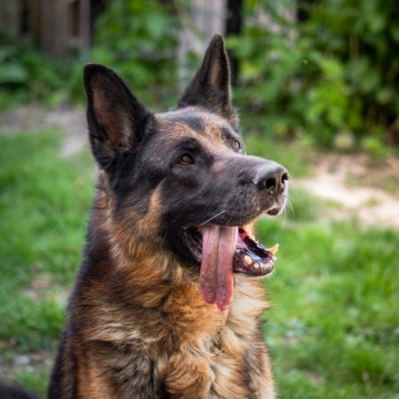 Photo de Falko