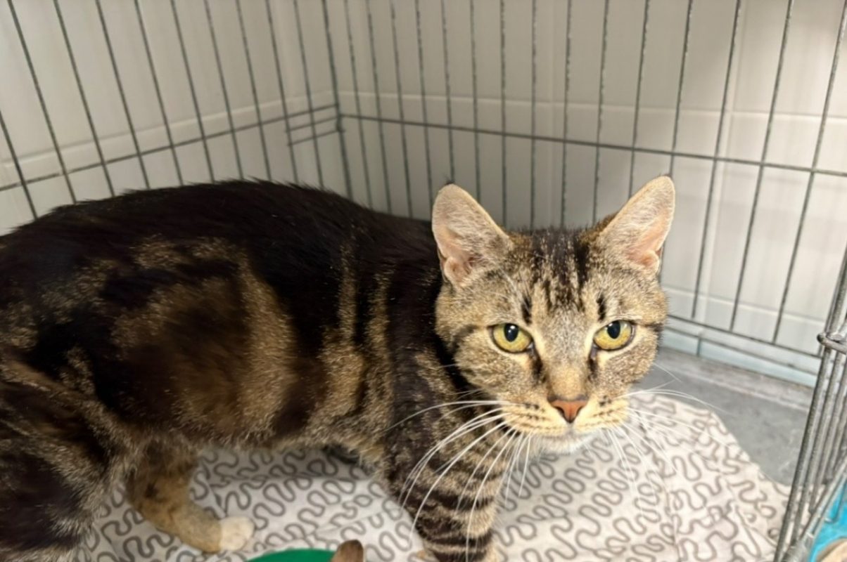 Betsy - Chat Européen à adopter