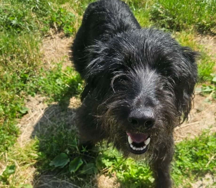 Rosy - Chien Drahthaar à adopter