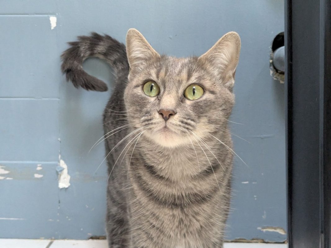 Zelda - Chat Européen à adopter