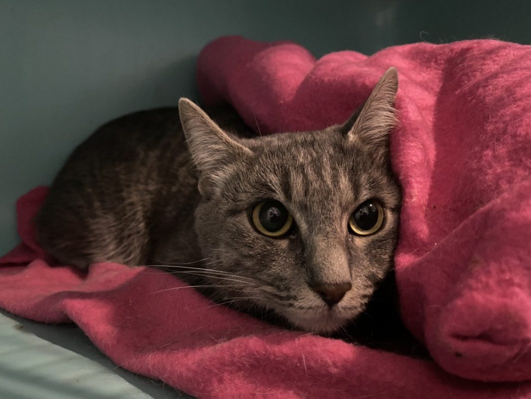 Zelda - Chat Européen à adopter - photo 2