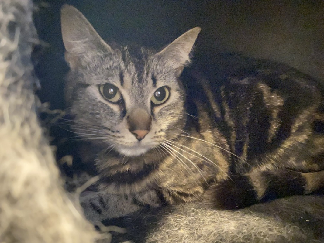 Photo de Minette