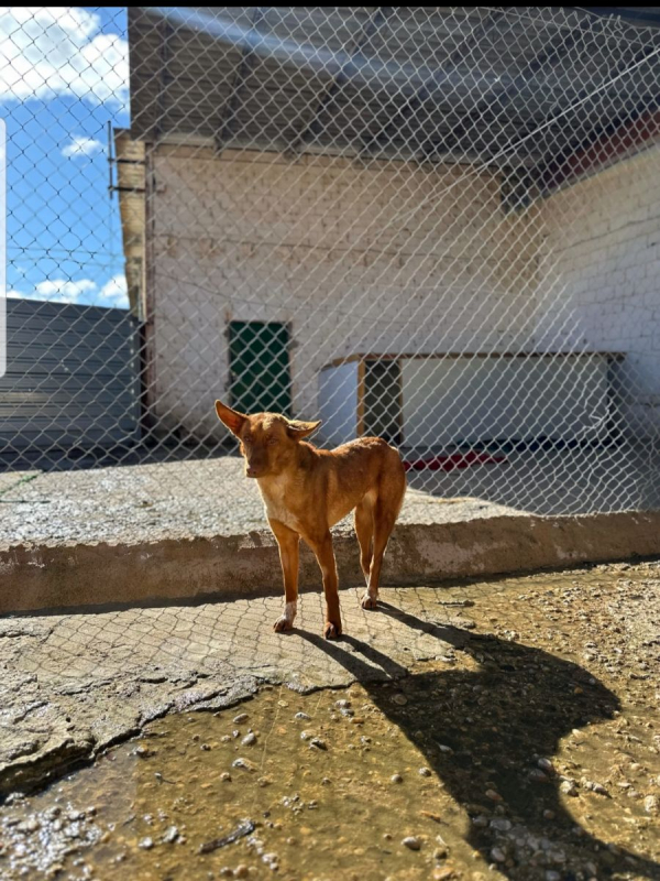 Photo #1 de SILVITA