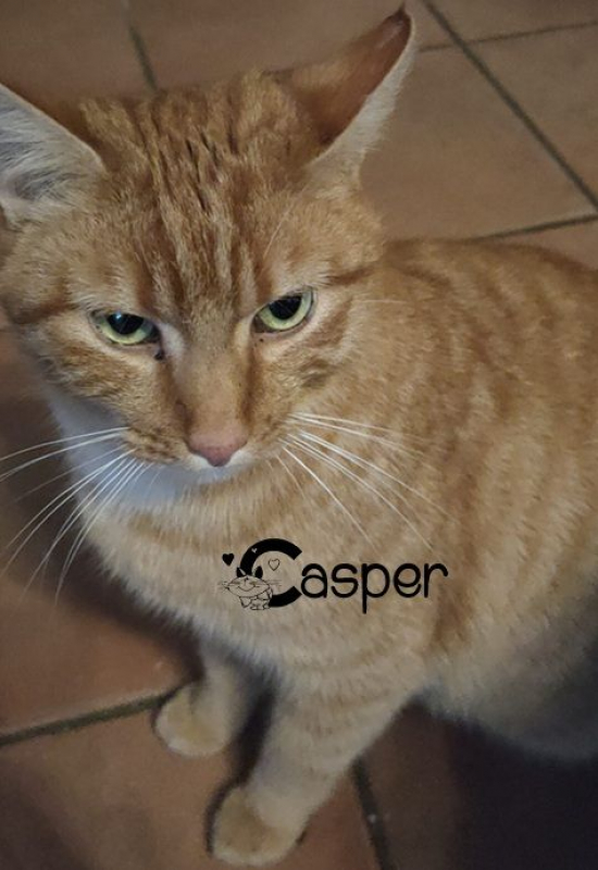 Photo #1 de CASPER