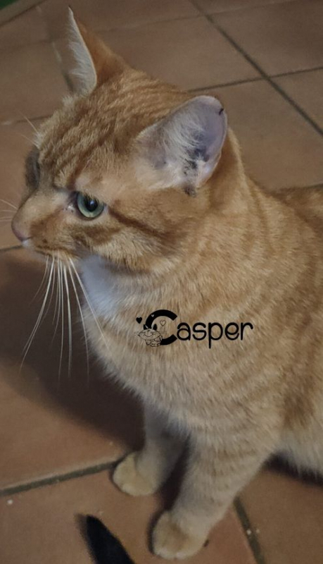 Photo #2 de CASPER