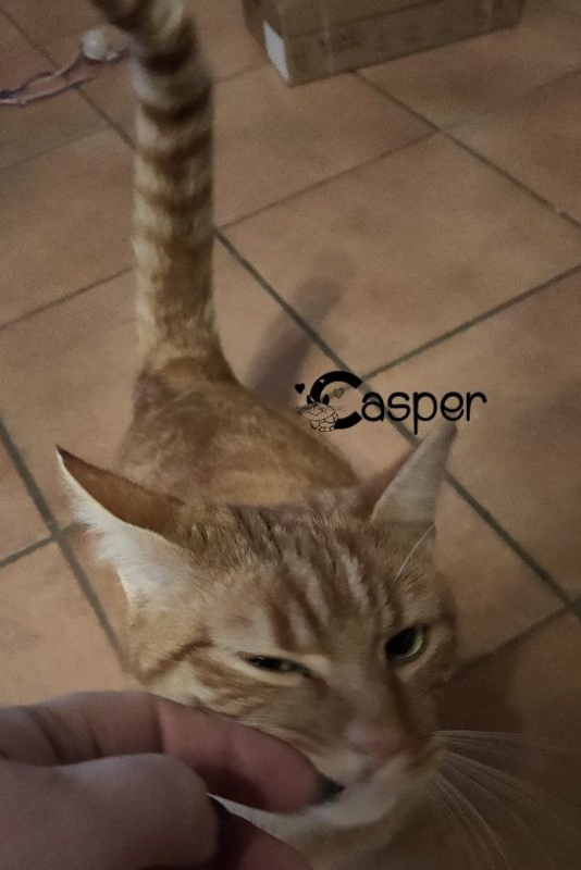 Photo #3 de CASPER