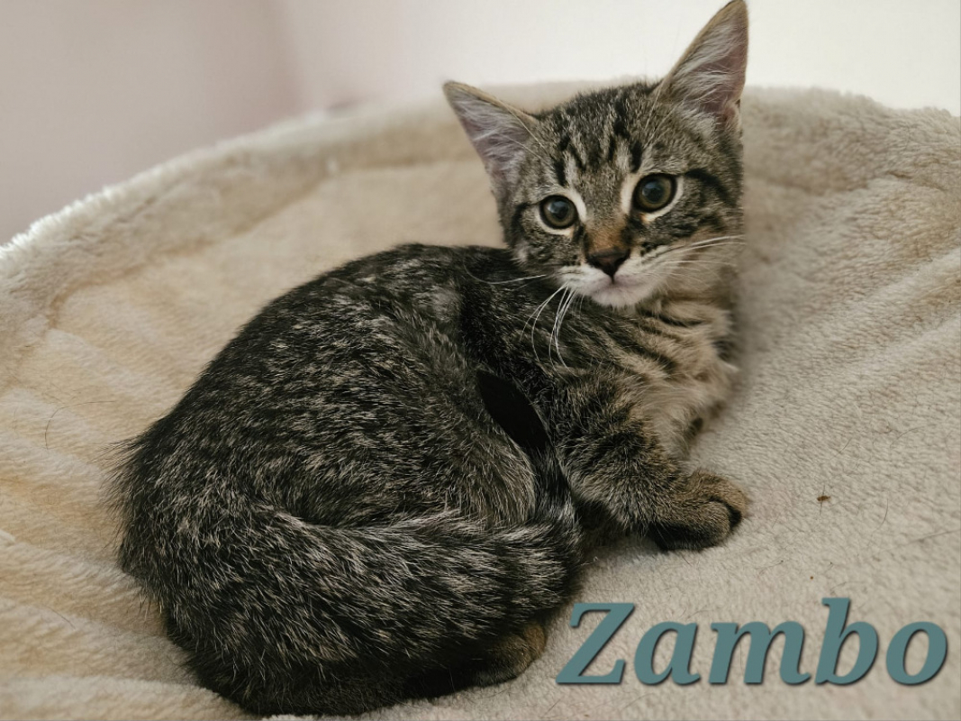 Photo #1 de Zambo