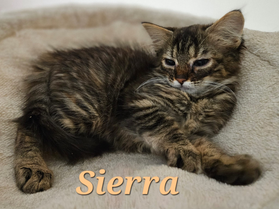 Photo #1 de Sierra