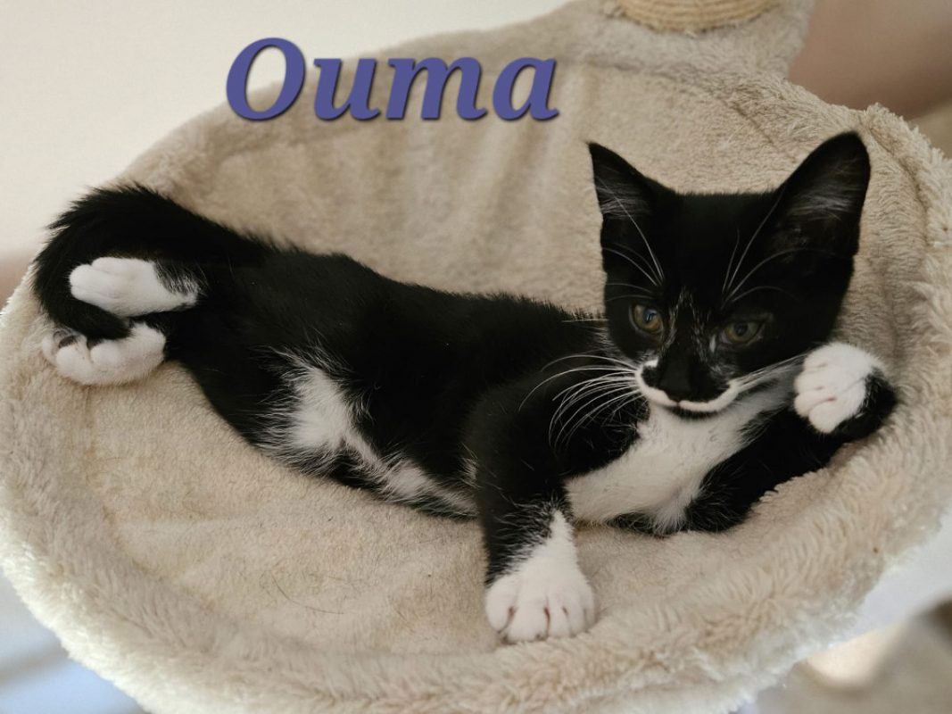 Ouma - Chat Européen à adopter